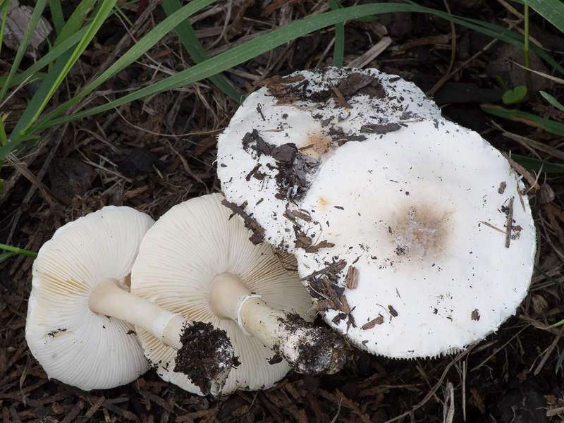 Leucoagaricus subvolvatus f. pictus